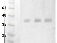 GOX | Glycolate oxidase 1,2,3 in the group Antibodies Plant/Algal / Environmental Stress / Pathogen attack at Agrisera AB (Antibodies for research) (AS14 2772)